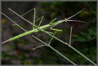 brunneria
