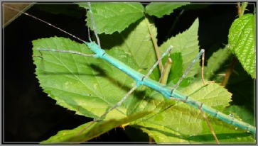 myronides