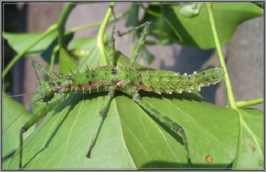 spinohirasea