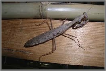 polyspilota