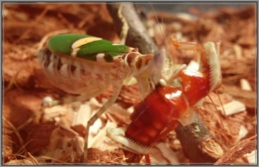 creobrotersp