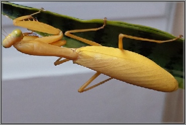 Hierodula venosa