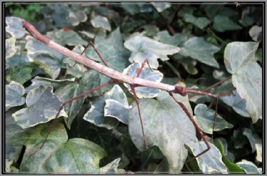 Lobofemora