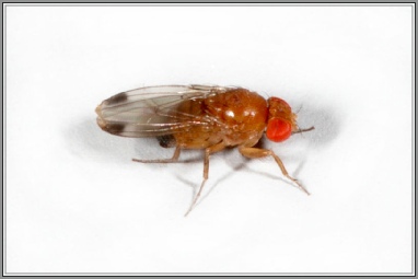 drosophiles