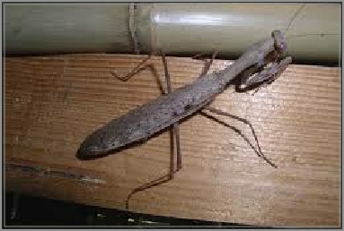 polyspilota