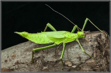 heteropteryx