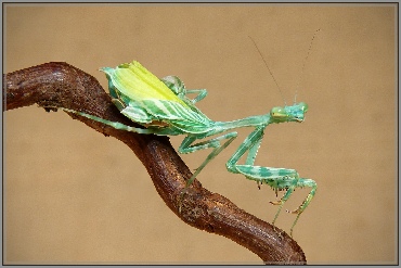 miomantis