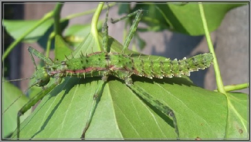 spinohirasea