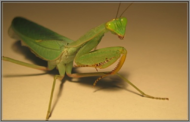 sphodromantis
