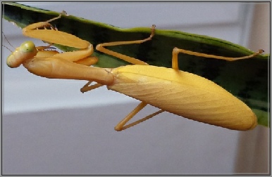Hierodula venosa