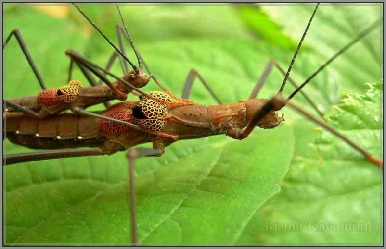 subapterum
