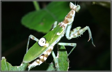 creobroter
