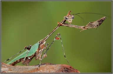 gongylus