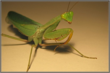 sphodromantis
