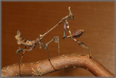 gongylus
