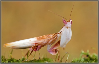 hymeno