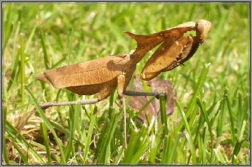 deroplatys