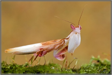 hymenopus