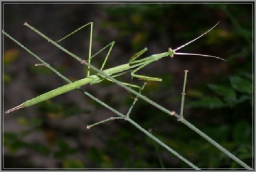 brunneria