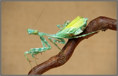miomantis