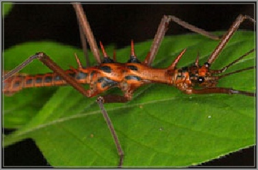 epidares